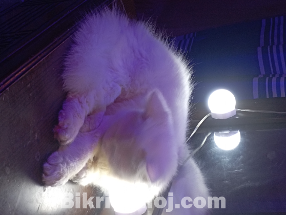 Pure Persian